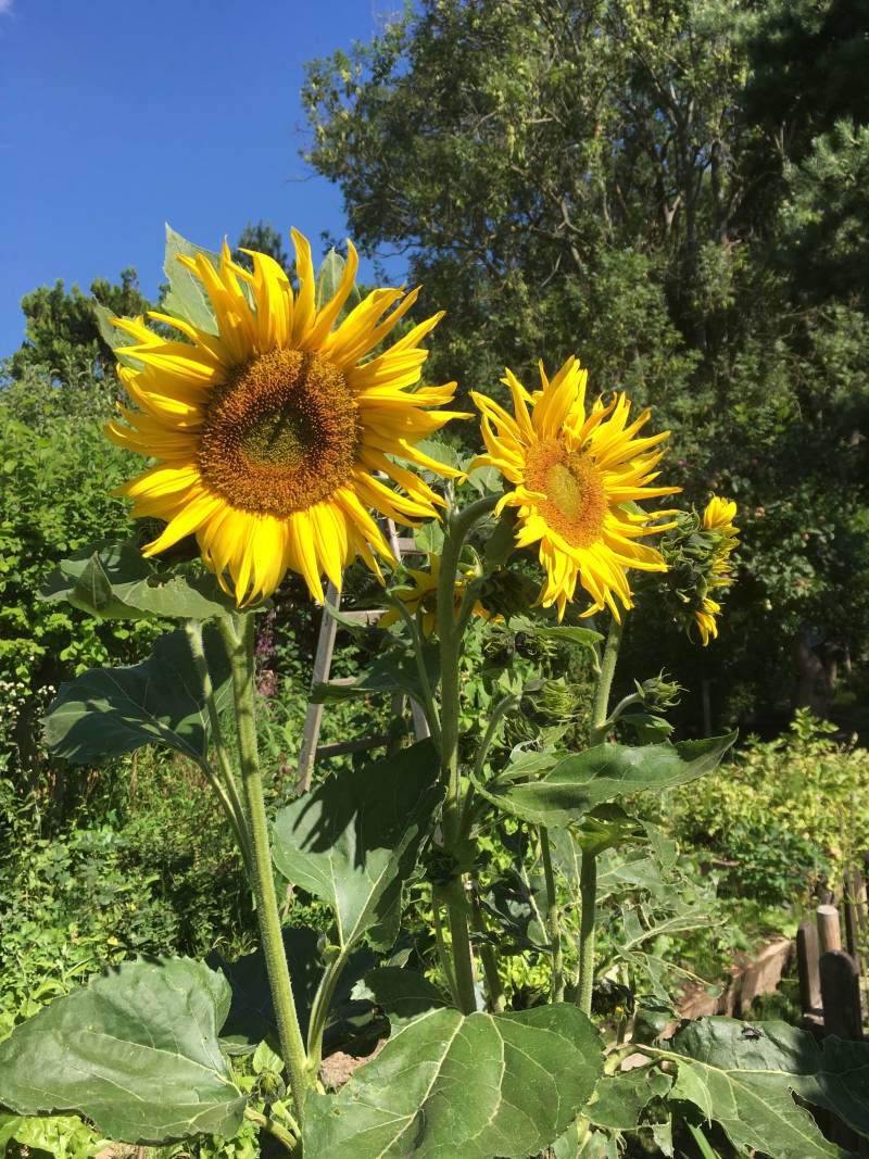 Sonnenblume im Garten