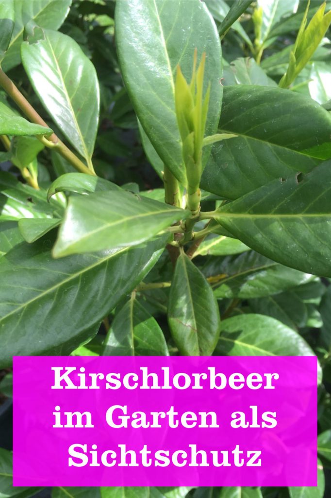 Kirschlorbeer Etna für eine blickdichte Hecke » GartenBob der Garten ...