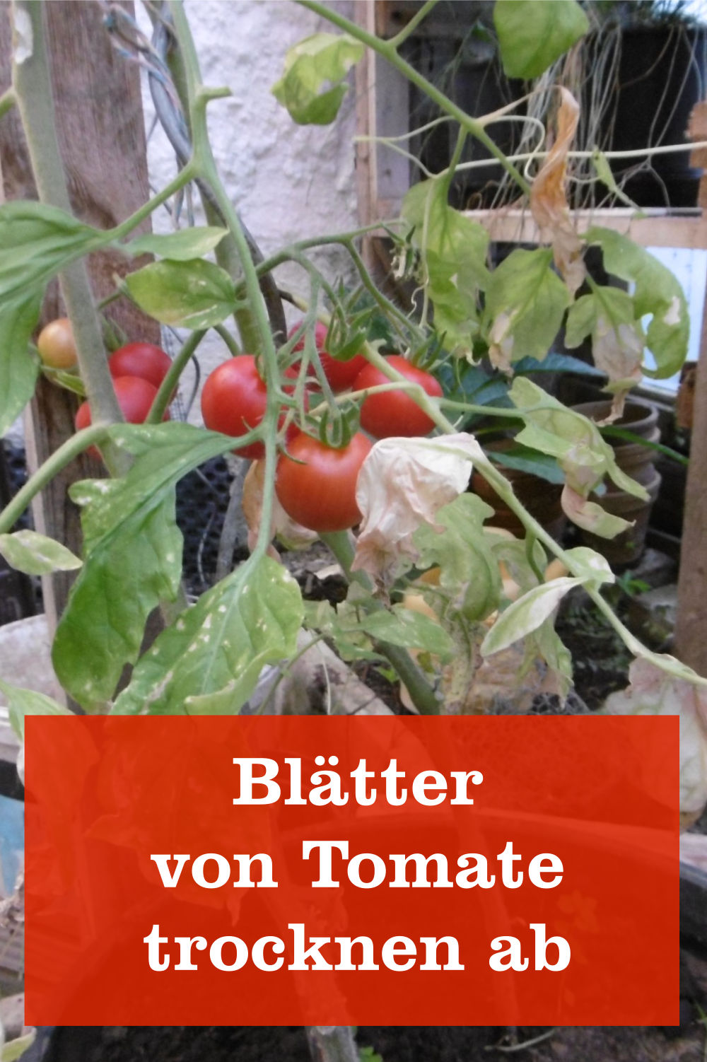 Blätter Tomate trocknen ab
