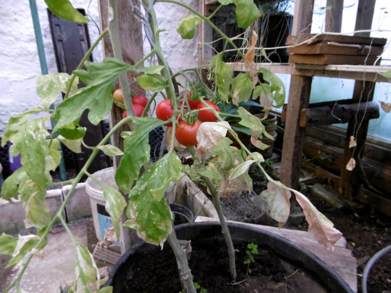 Tomaten wachsen in Pflanzbehältern