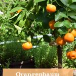 Orangenbaum als Dekoration