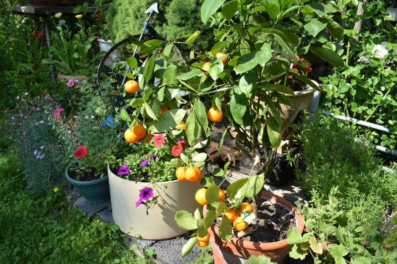 Zitrusbaum mit Früchten
