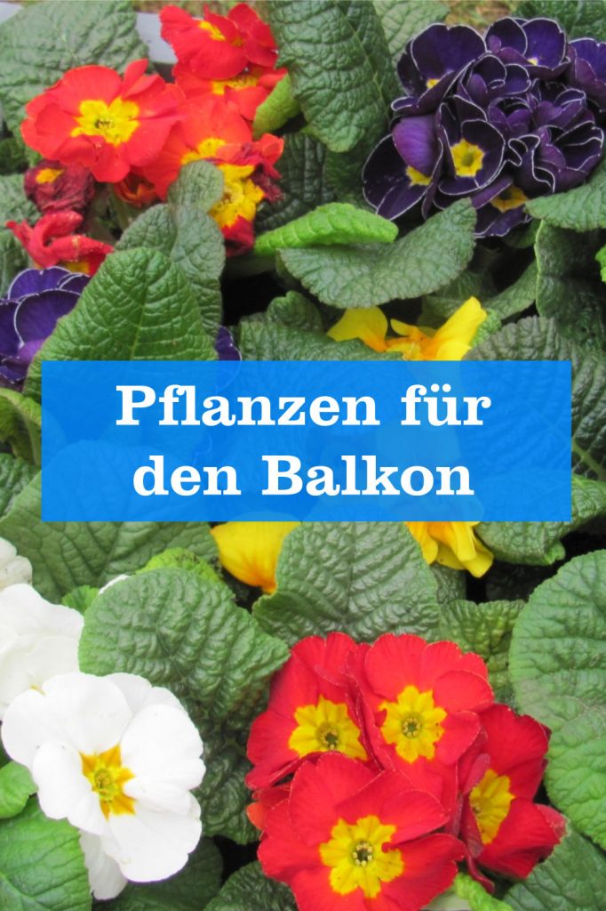 Pflanzen Balkon
