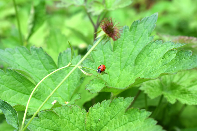Was kann man gegen Käfer an Pflanzen tun? » GartenBob.de der Garten