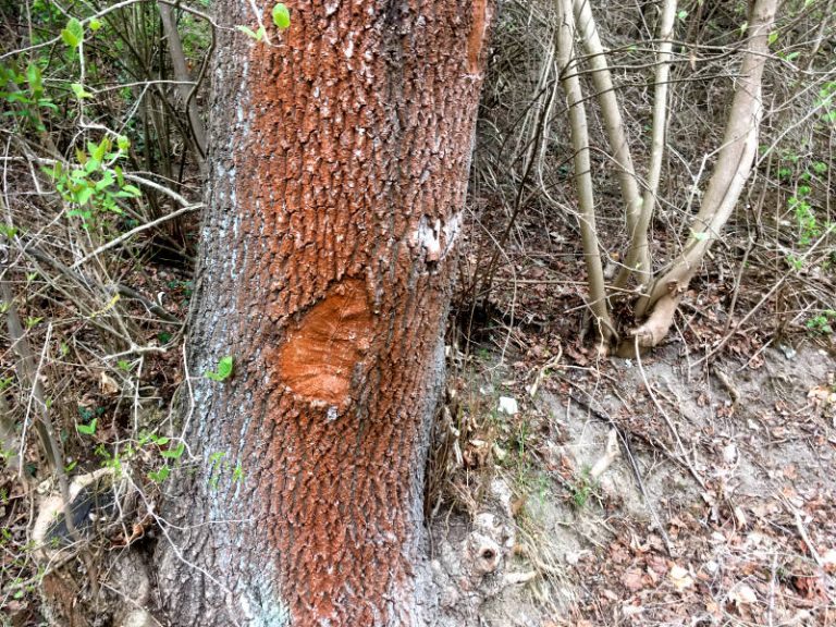 Rote Stellen auf der Rinde am Nussbaum - GartenBob der Garten Ratgeber