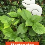Hortensien schneiden