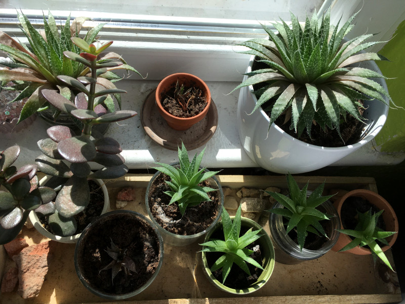 Minipflanzen Wohnung