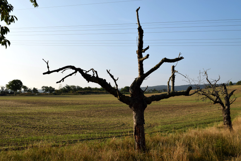 Tote Bäume als Lebensraum betrachten