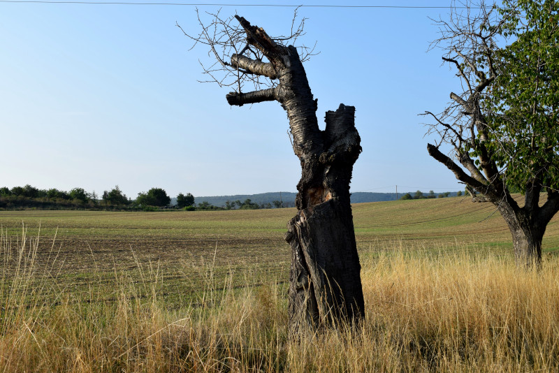 Tote Bäume als Lebensraum