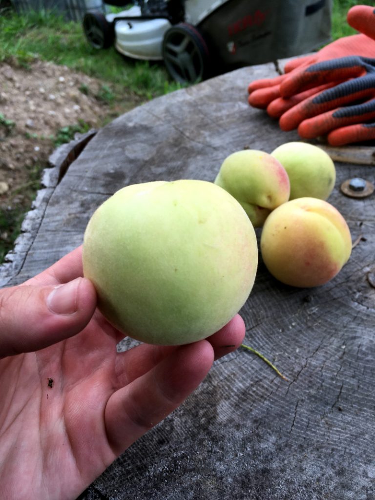 Pfirsiche im Garten