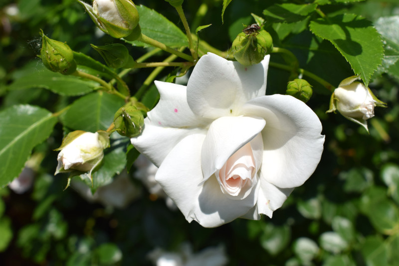 Weiße Rose Geburtstagskarte