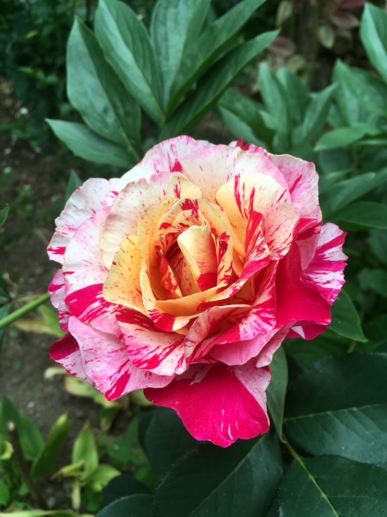 Rose vielfarbig